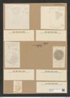 Coscinodiscus tuberculatus var. monicae Grev. (de-Toni-Nr.: Genus 202, Species 4918) Zeichnungen Sammlung Grunow Nr. 8687 (NHMW-BOT-W0378106)